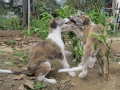 BelaBlondi & BeloHari
