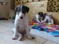 BelaBlondi_1