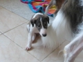 BelaBlondi_2