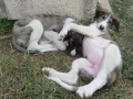 BeloBing & BelaBlondi