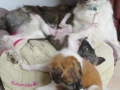 Bing_Hana_b