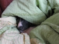 Bing_b
