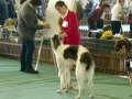 Lona, Dog Show 26.11.2006.