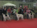 13.01.2008.Dog Show