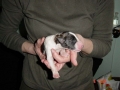 3. dan
