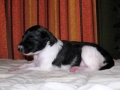 14th day - 14. dan_1