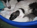 15th day - 15.dan_b