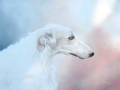 Oil on Canvas, Borzoi2, 70 x 50 cm