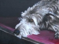 Oil on Canvas, Irish wolfhound2, 30 x 25 cm